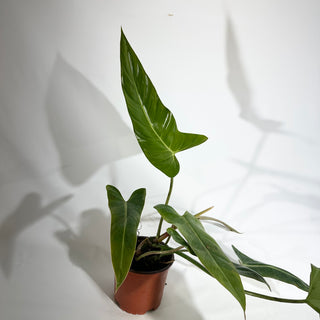 Philodendron bernardopazii (Non-TC) [#1924]