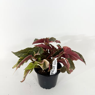 Begonia 'Ginny Galaxy' [#2265]