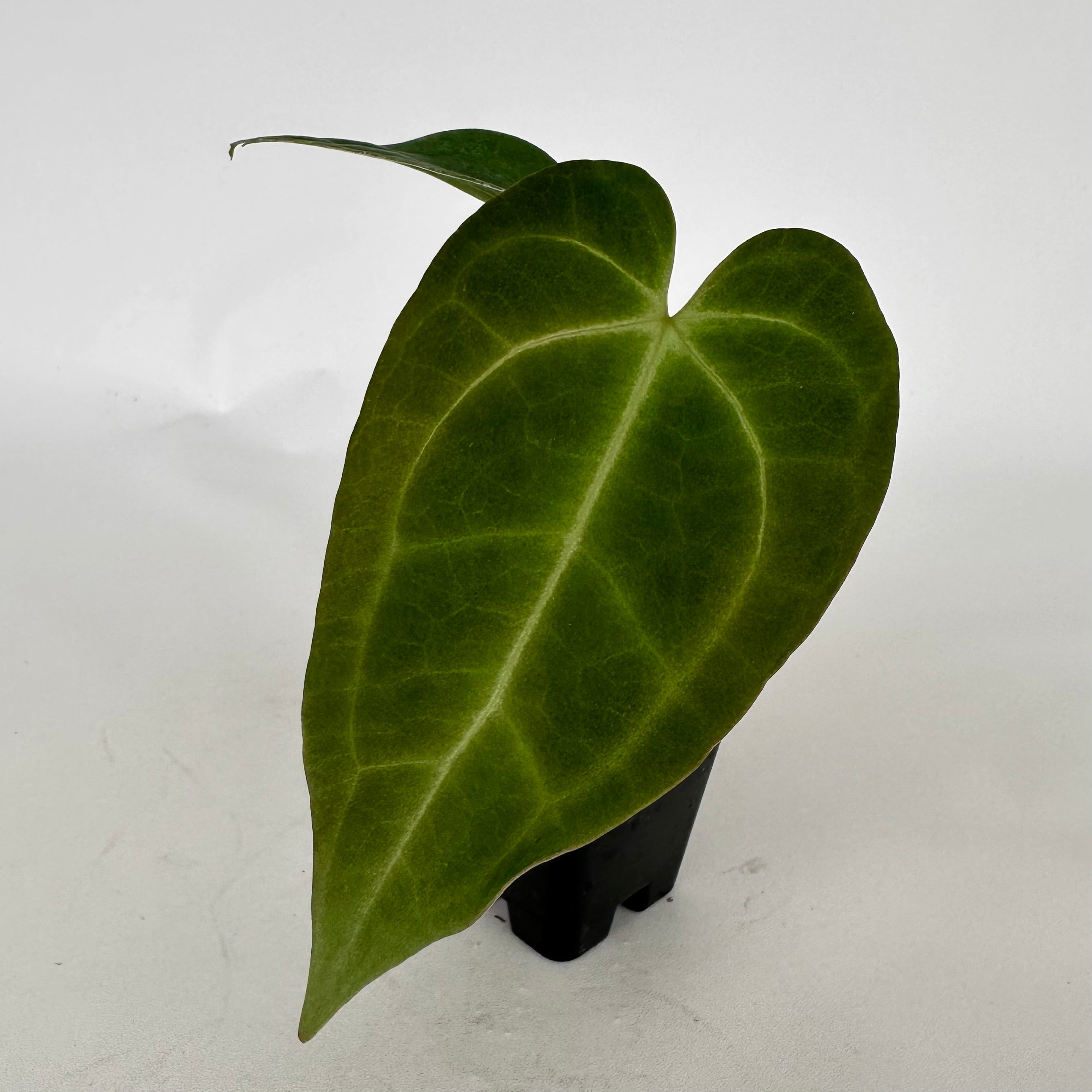 anthurium fossacesia Anthurium magnificum lineage x 'Contessa'