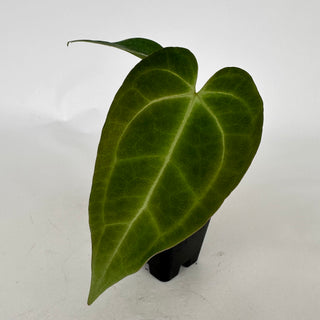 Anthurium magnificum lineage x 'Contessa'