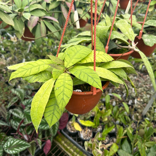 Hoya sp. Borneo aff. callistophylla