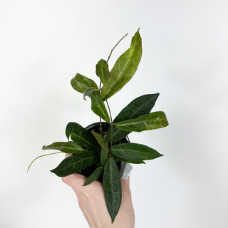 Hoya hypolasia [#2117]