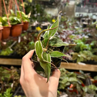 Philodendron hederaceum ‘Micans Halo’