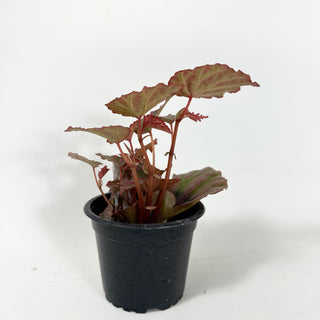 Begonia "Crazy Pink" [#1987]
