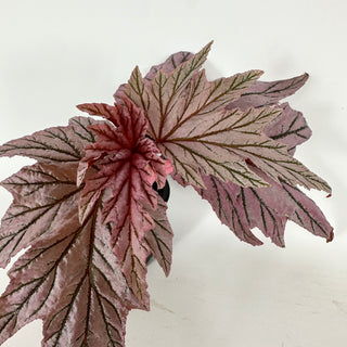 Begonia 'Lamoon' [#2128]