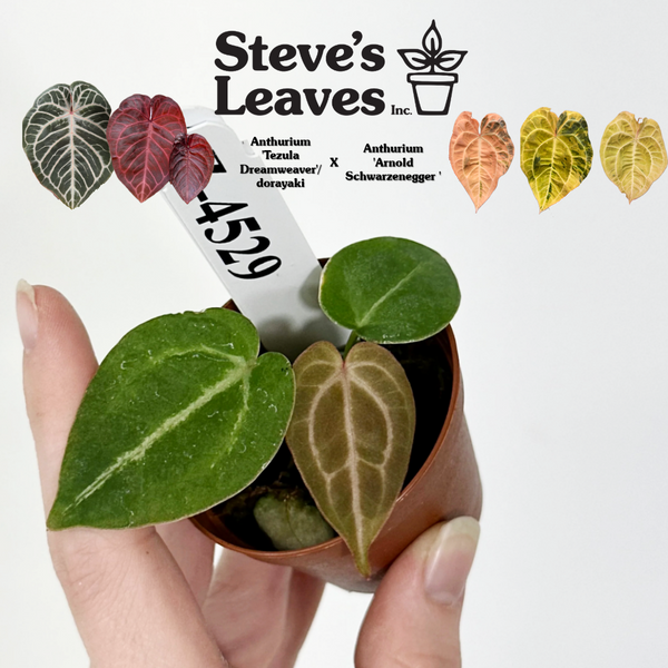 Z-4529 - Anthurium 'Tezula Dreamweaver'/dorayaki x 'Arnold