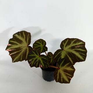 Begonia soli-mutata (variegated) [#1099]