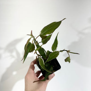 Z-5012 - Philodendron hederaceum ‘Micans Halo’