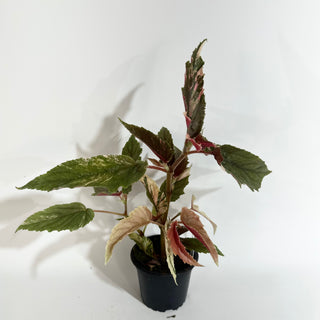 Begonia 'Ginny Galaxy' [#2016]