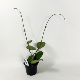 Hoya 'Michele' (Splash/Silver) [#1974]