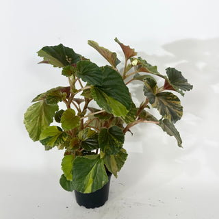 Begonia cucullata (variegated) [#2268]