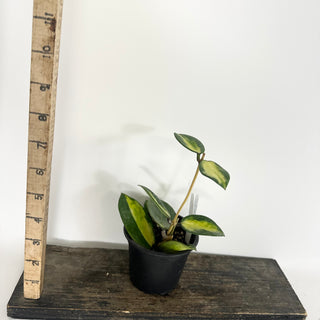 Hoya verticillata (acuta variegated) [#2321]