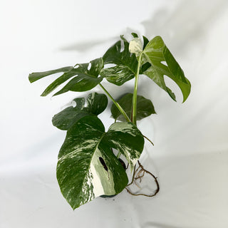Monstera deliciosa var. borsigiana albo-variegata [#1523]