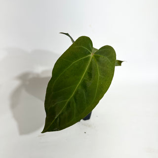 Anthurium 'Zara'/'Michelle' x indo portillae [#1786]