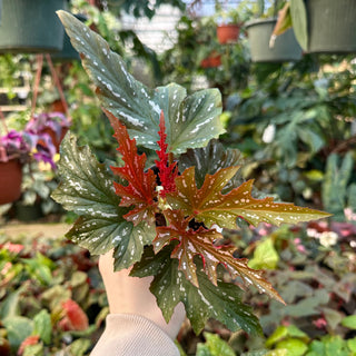 Begonia 'Lady Vanderwilt'