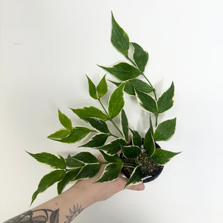 Hoya polyneura (outer variegated) [#2001]