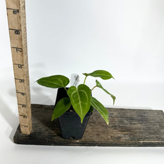 Anthurium magnificum/‘Silver Blush' x 'Arnold Schwarzenegger' [#1789]