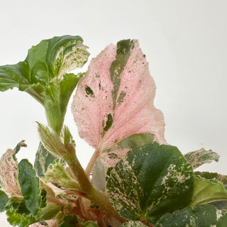 Begonia cucullata (variegated) "Pink Mint" [#2047]