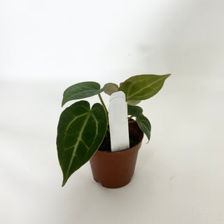 Anthurium 'Doc Block F3' - 2 Seedlings [#1649]