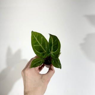 Z-5020 - Anthurium 'Tezula Dreamweaver'/dorayaki x 'Chuck Norris' - Seedling