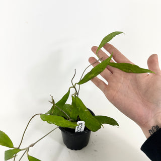 Hoya uncinata [#2232]