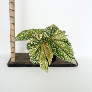 Begonia 'Snow Capped' (Variegated) [#2048]