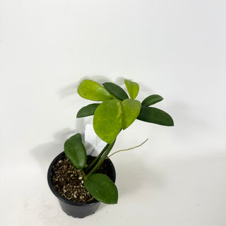 Hoya liangii [#1597]