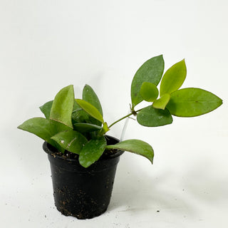 Hoya cv. RHM 030-11 (lucardenasiana x sp. Pola) [#1700]