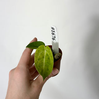 Anthurium Arnold Schwarzenegger' x 'Purple Yurple' [#1676]