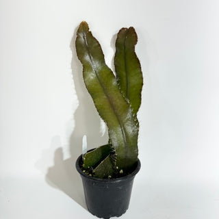 Strophocactus wittii