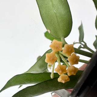 Hoya pandurata [#2040]