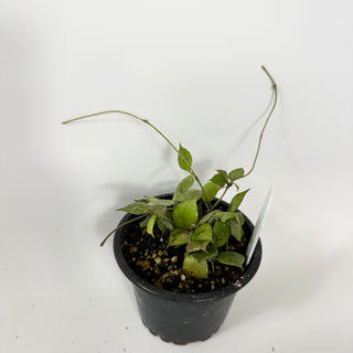 Hoya minutiflora [#1745]
