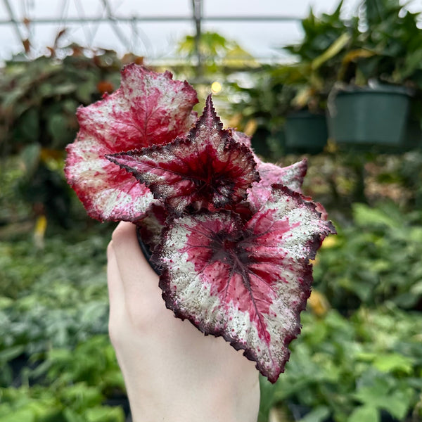 Begonia 'Harmony's Taste Of Poison' – Steve's Leaves