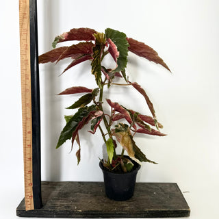 Z-5234 - Begonia 'Ginny Galaxy'