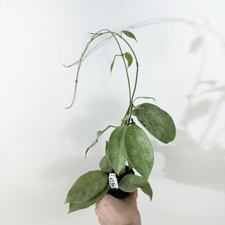 Hoya coriacea (silver) [#2363]