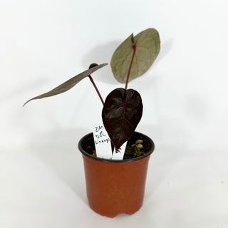 Anthurium 'Zara'/'Michele' x 'Doc Block Lineage' [#1346]
