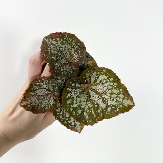 Begonia 'Island Magic' [#2149]