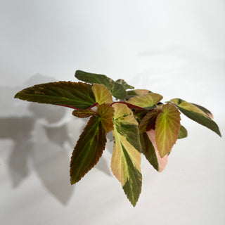 Begonia ‘Withlacoochee’ (Variegated) [#1889]