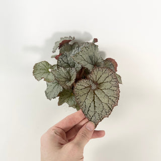 Begonia 'Desperado' [#2123]