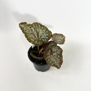 Begonia 'Island Magic' [#2149]