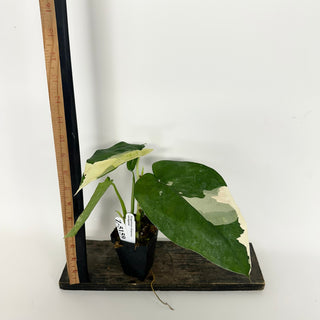 Z-5159 - Syngonium chiapense variegated