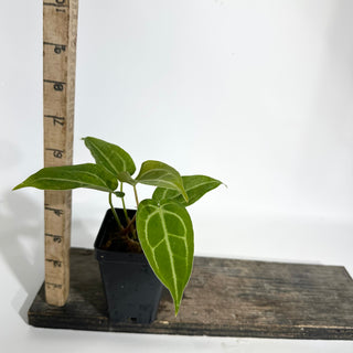 Anthurium magnificum/‘Silver Blush' x 'Arnold Schwarzenegger' [#1790]