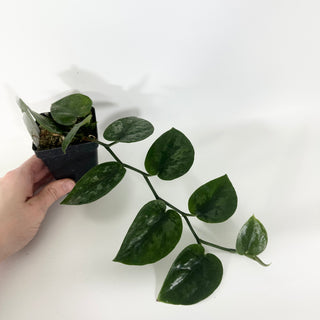 Scindapsus pictus 'Black Mamba' [#1500]