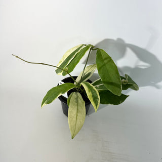 Hoya pimenteliana (outer variegated) [#2257]