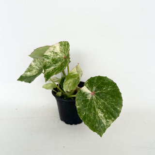 Begonia 'Rouge' [#2043]