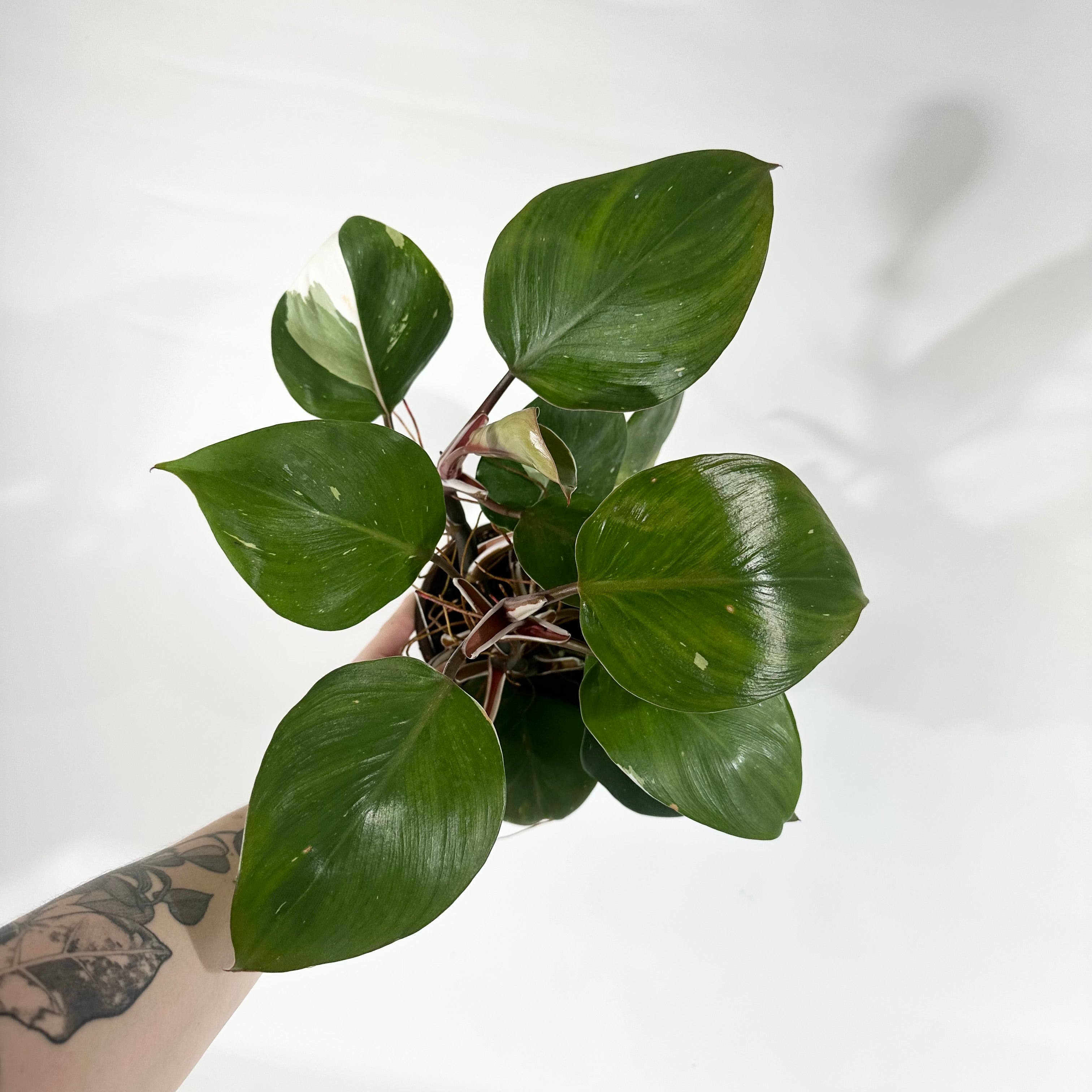 philodendron white knight buy Philodendron "White Knight"