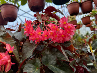 Begonia 'Ice Castles'