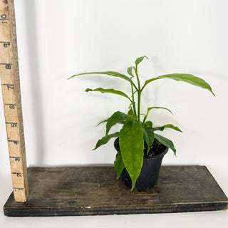 Hoya solokensis [#2358]