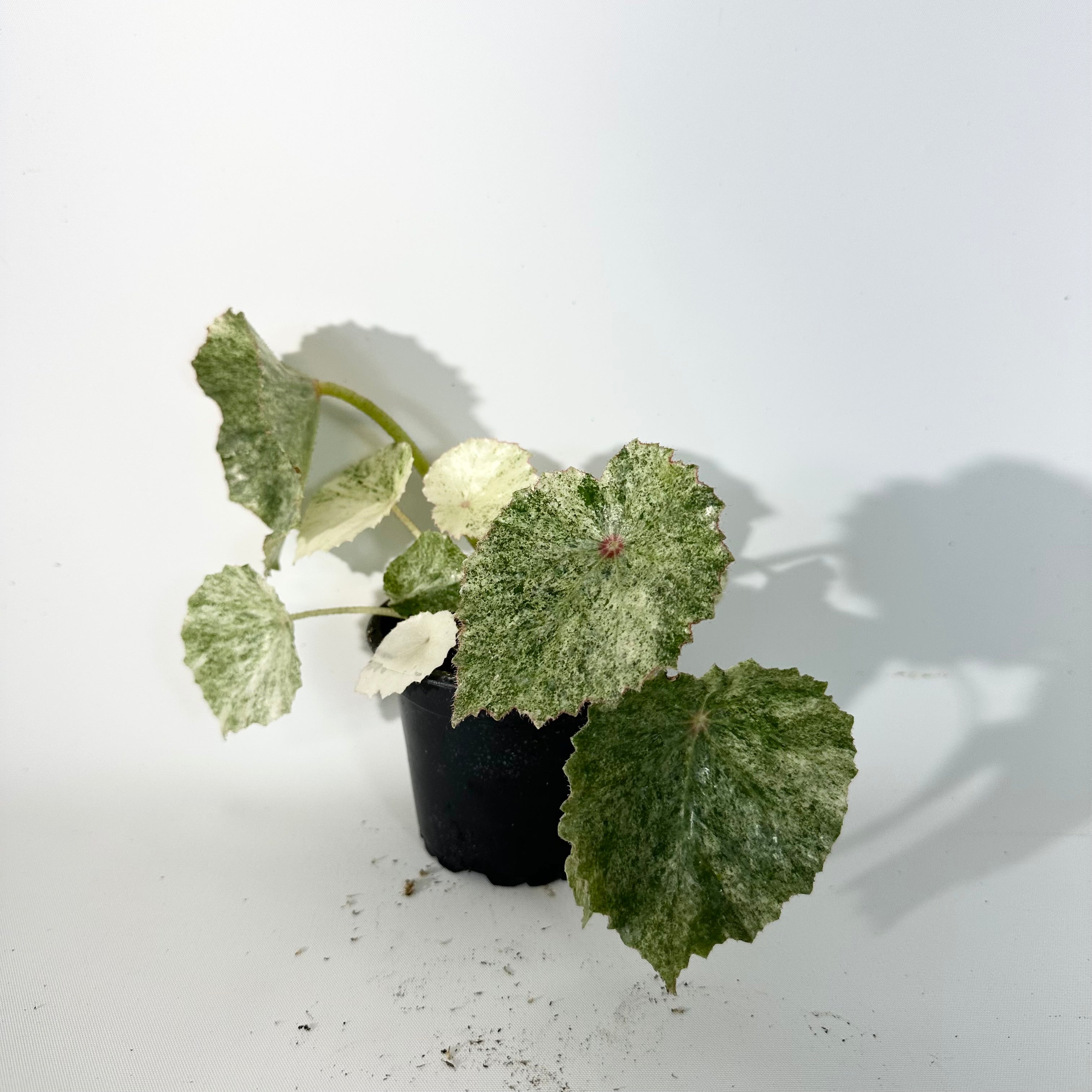 Z-5306 - Begonia conchifolia var. rubrimacula variegata – Steve's
