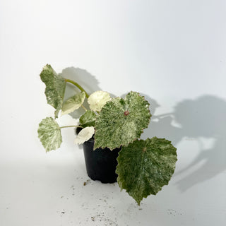 Z-5306 - Begonia conchifolia var. rubrimacula variegata